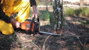 Best Tree Preservation Services  in Morton, IL