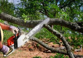 Trusted Morton, IL Tree Care Experts