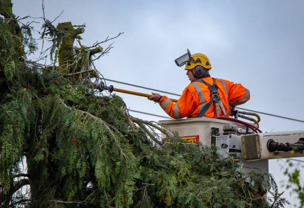 Best Arborist Consultation Services  in Morton, IL