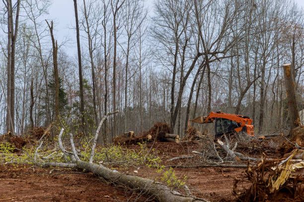 Best Tree Mulching  in Morton, IL