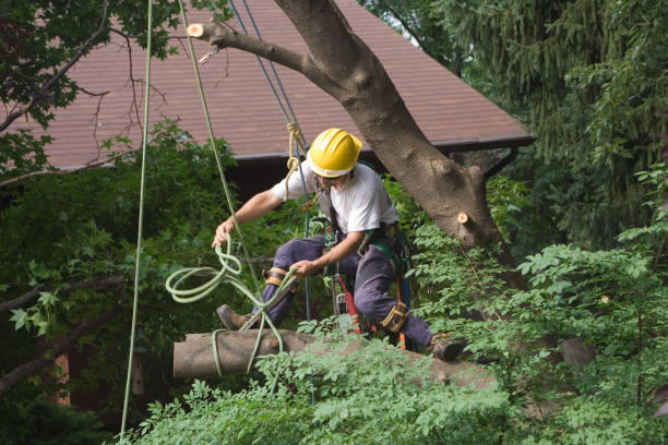 Best Tree and Shrub Care  in Morton, IL