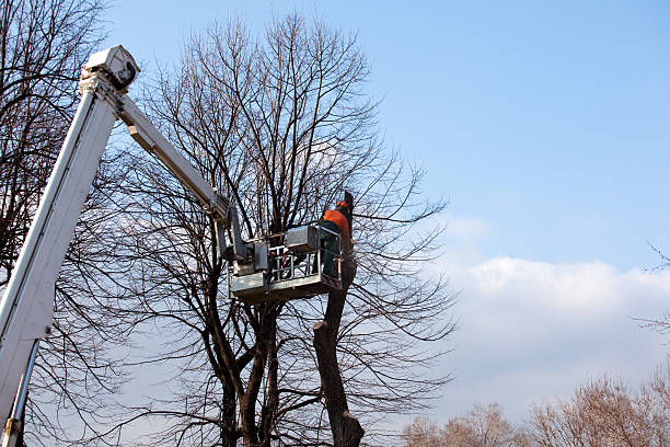 Best Root Management and Removal  in Morton, IL